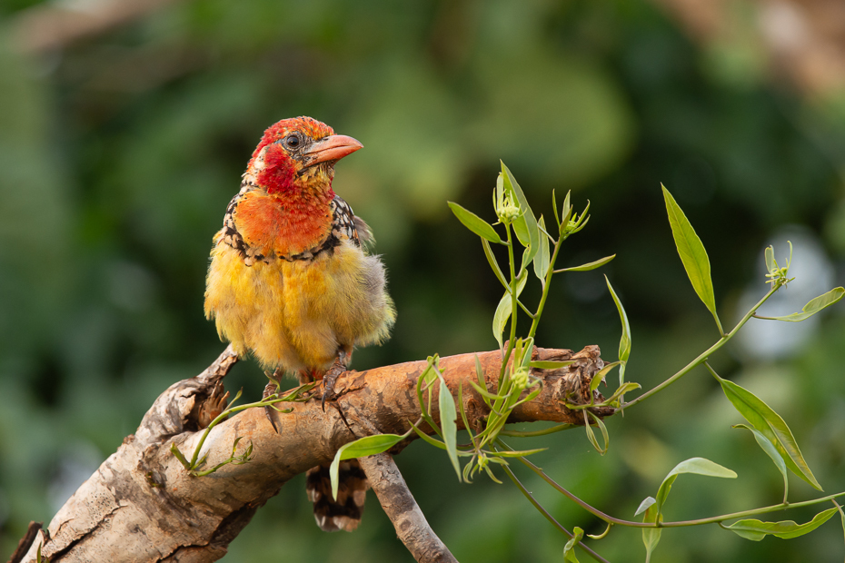  Brodal czerwonouchy Ptaki Nikon D7200 Sigma 150-600mm f/5-6.3 HSM 2024 Kenia