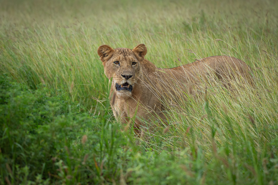  Lew Ssaki Nikon D7200 Sigma 150-600mm f/5-6.3 HSM 2024 Kenia