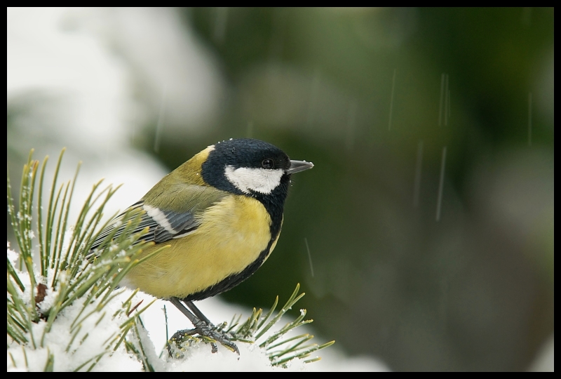  Ciągle pada... Ptaki sikorka bogatka ptaki Nikon D200 Sigma APO 100-300mm f/4 HSM Zwierzęta ptak fauna dziób chickadee zięba flycatcher starego świata dzikiej przyrody organizm ptak przysiadujący pióro