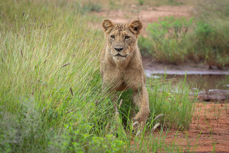  Lew Ssaki Nikon D7200 Sigma 150-600mm f/5-6.3 HSM 2024 Kenia