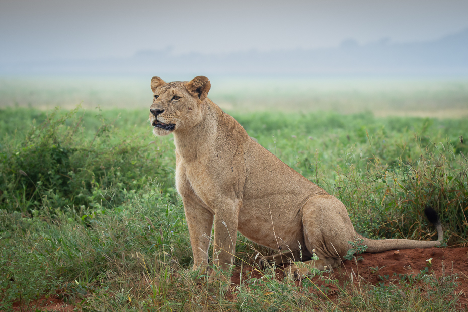  Lew Ssaki Nikon D7200 Sigma 150-600mm f/5-6.3 HSM 2024 Kenia