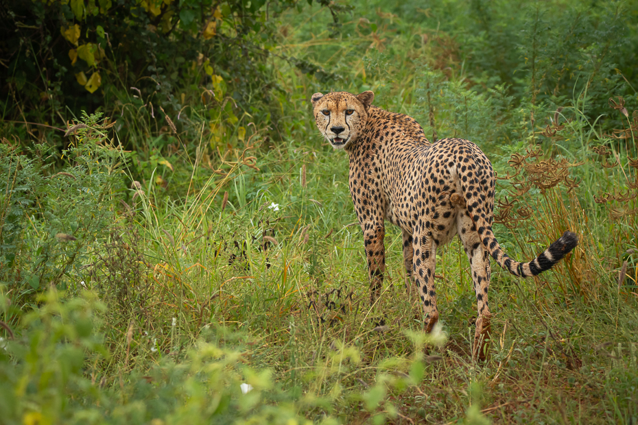  Gepard Ssaki Nikon D7200 Sigma 150-600mm f/5-6.3 HSM 2024 Kenia