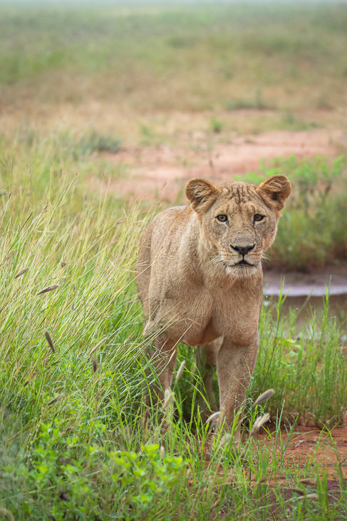  Lew Ssaki Nikon D7200 Sigma 150-600mm f/5-6.3 HSM 2024 Kenia