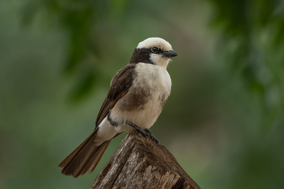  Białoczub białorzytny Ptaki Nikon D7200 Sigma 150-600mm f/5-6.3 HSM 2024 Kenia