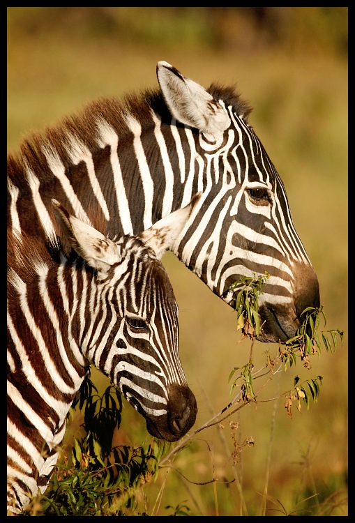  Zebry #20 Przyroda zebra ssaki kenia Nikon D200 Sigma APO 500mm f/4.5 DG/HSM Kenia 0 dzikiej przyrody zwierzę lądowe fauna ssak łąka koń jak ssak sawanna organizm pysk