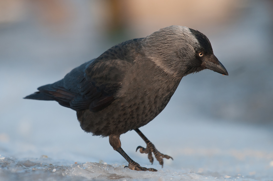  Kawka Ptaki Nikon D300 Sigma APO 500mm f/4.5 DG/HSM Zwierzęta ptak dziób fauna pióro wrona kos Wrona jak ptak dzikiej przyrody wieża skrzydło