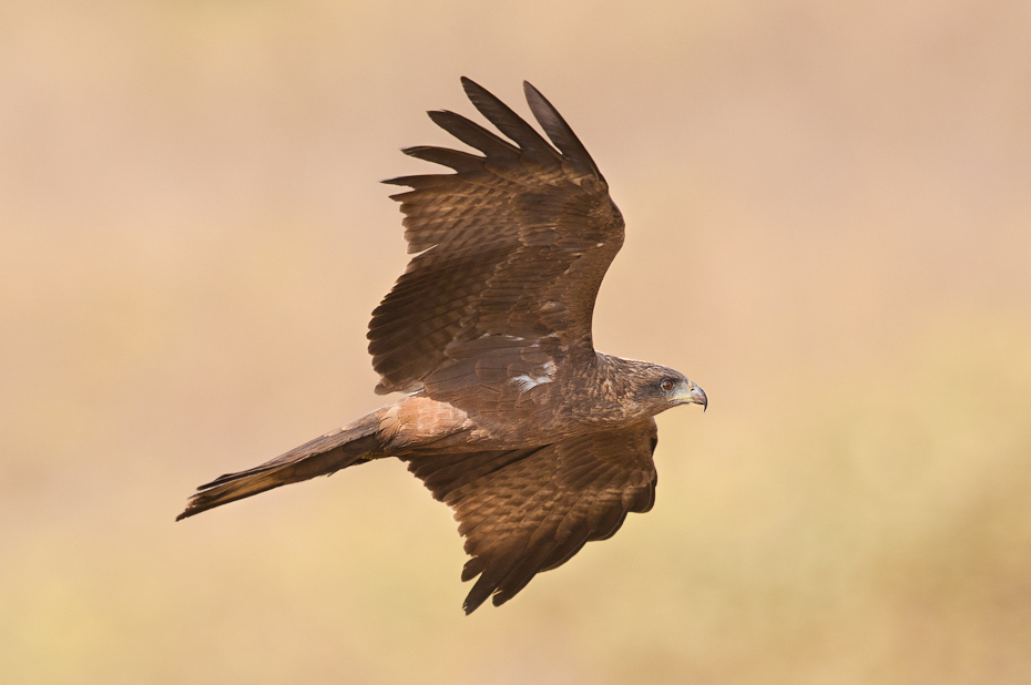  Kania czarna Senegal Nikon D300 Sigma APO 500mm f/4.5 DG/HSM Budapeszt Bamako 0 ptak fauna dziób orzeł accipitriformes ptak drapieżny myszołów dzikiej przyrody jastrząb błotniak