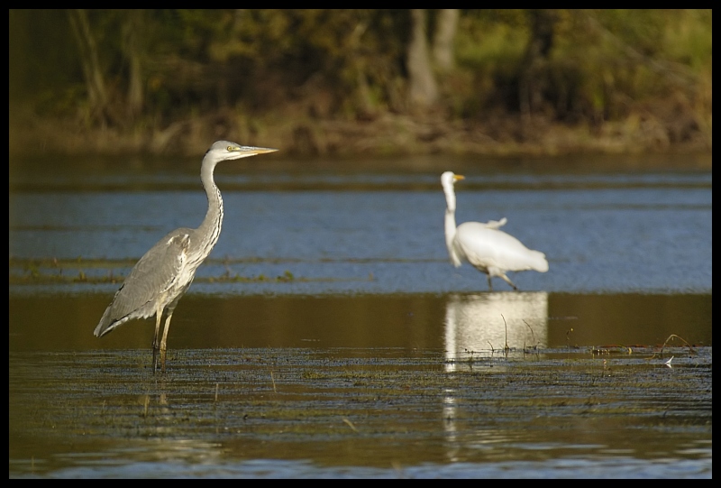  Stawy milickie czapla siwa Ptaki ptaki stawy Nikon D70 Sigma APO 100-300mm f/4 HSM Zwierzęta ptak woda fauna Wielka czapla egret żuraw jak ptak odbicie dziób dźwig