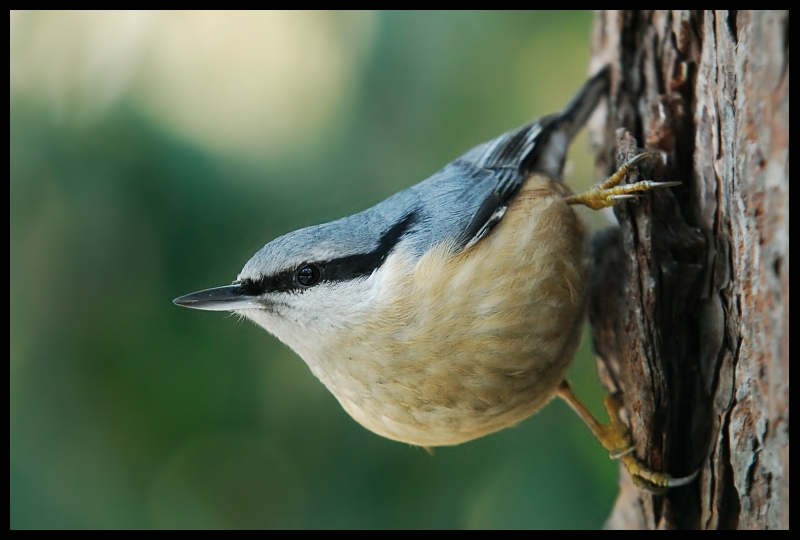  Kowalik Ptaki kowalik ptaki Nikon D200 Sigma APO 100-300mm f/4 HSM Zwierzęta ptak dziób fauna dzikiej przyrody ścieśniać flycatcher starego świata organizm Gałązka pióro skrzydło