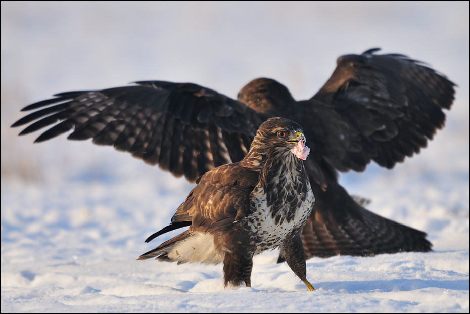  Myszołów #19 Ptaki Nikon D300 Sigma APO 500mm f/4.5 DG/HSM Zwierzęta ptak fauna ptak drapieżny orzeł dziób dzikiej przyrody jastrząb myszołów pióro skrzydło