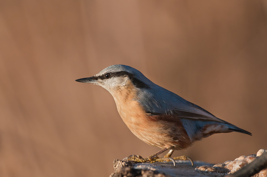  Kowalik Ptaki Nikon D300 Sigma APO 500mm f/4.5 DG/HSM Zwierzęta ptak fauna dziób dzikiej przyrody pióro flycatcher starego świata skrzydło organizm ptak przysiadujący sójka