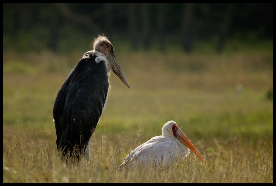  Marabut dławigad afrykański Ptaki dlawigad afrykanski ptaki Nikon D200 Sigma APO 500mm f/4.5 DG/HSM Kenia 0 ptak bocian Ciconiiformes bocian marabut dziób fauna dzikiej przyrody trawa