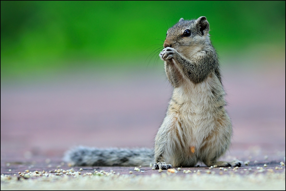  Wiewiórka palmowa Fauna Nikon D300 Zoom-Nikkor 80-200mm f/2.8D Indie 0 wiewiórka ssak fauna dzikiej przyrody lis wiewiórka gryzoń pysk wąsy organizm