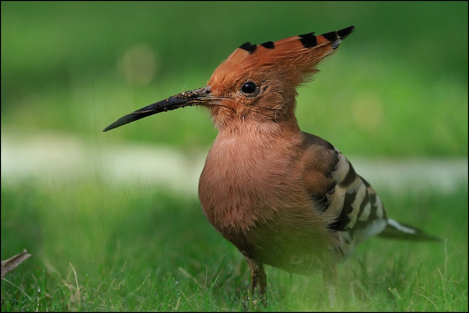  Dudek Ptaki Nikon D300 Sigma APO 500mm f/4.5 DG/HSM Indie 0 ptak fauna dziób ekosystem dzikiej przyrody trawa organizm flycatcher starego świata