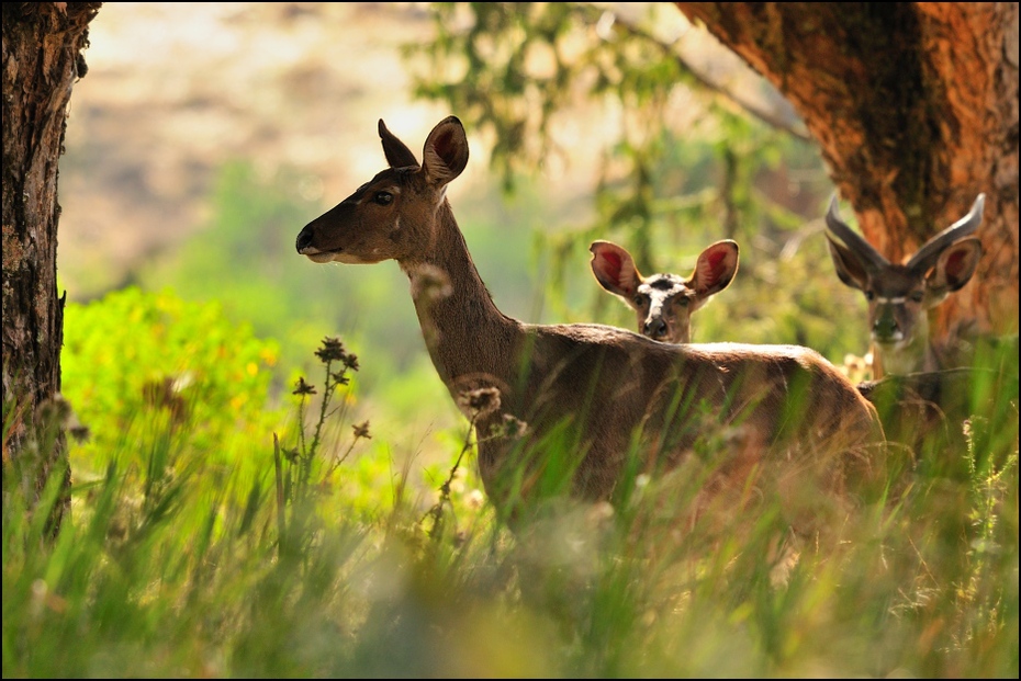  Antylopy Zwierzęta Bohor Reedbuck Nikon D300 Sigma APO 500mm f/4.5 DG/HSM Etiopia 0 dzikiej przyrody jeleń fauna ekosystem pustynia rezerwat przyrody trawa zwierzę lądowe łąka liść