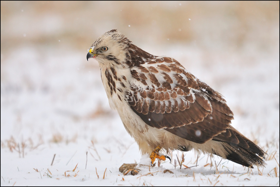  Myszołów Ptaki _dsc5998 Nikon D300 Sigma APO 500mm f/4.5 DG/HSM Zwierzęta ptak jastrząb ptak drapieżny fauna dziób myszołów dzikiej przyrody pióro sokół