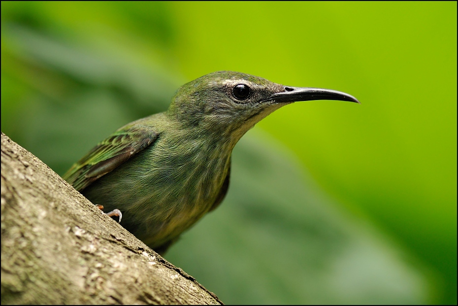  Amadynka długosterna samica Ptaki Nikon D300 AF-S Micro-Nikkor 105mm f/2.8G IF-ED USA, Floryda 0 ptak dziób fauna dzikiej przyrody flycatcher starego świata organizm ptak przysiadujący