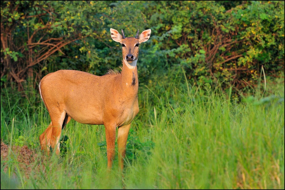  Nilgai Fauna Nikon D300 Sigma APO 500mm f/4.5 DG/HSM Indie 0 dzikiej przyrody jeleń fauna ssak ekosystem rezerwat przyrody pustynia trawa zwierzę lądowe łąka