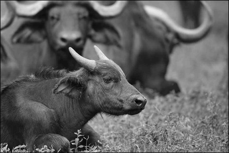  Cielak Zwierzęta Nikon D300 Sigma APO 500mm f/4.5 DG/HSM Tanzania 0 dzikiej przyrody bydło takie jak ssak czarny i biały róg fauna fotografia monochromatyczna wodny bawół fotografia monochromia pysk