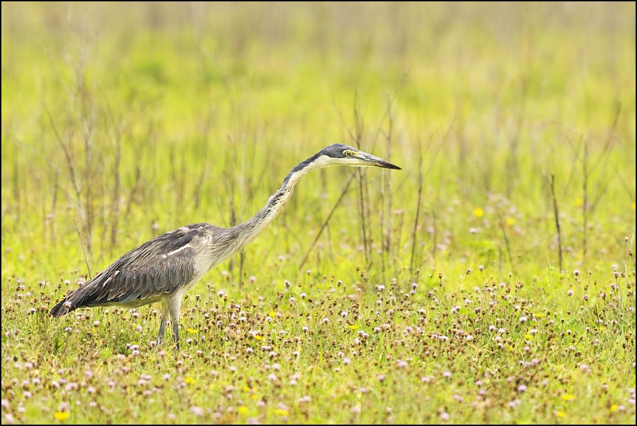  Czapla czarnogłowa juv. Ptaki Nikon D300 Sigma APO 500mm f/4.5 DG/HSM Tanzania 0 ptak ekosystem fauna łąka rezerwat przyrody dzikiej przyrody dziób trawa ecoregion rodzina traw