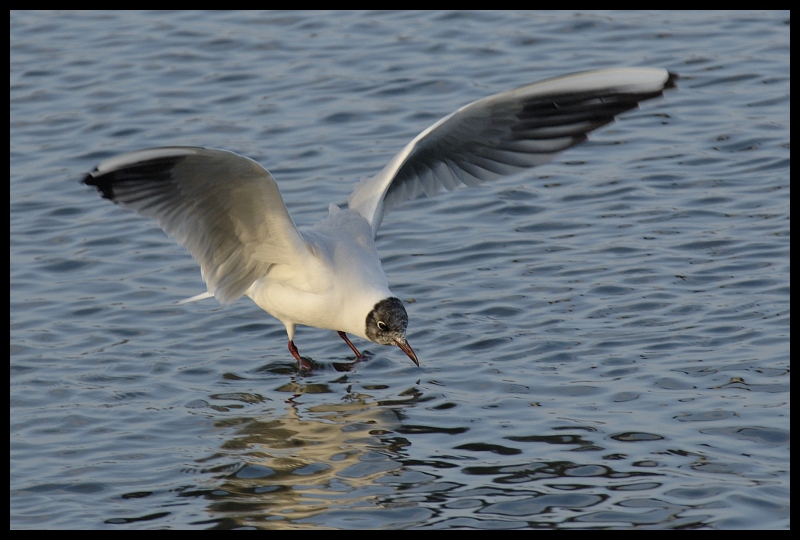  Mewa śmieszka Ptaki mewa ptaki Nikon D70 Sigma APO 100-300mm f/4 HSM Zwierzęta ptak frajer woda ptak morski europejska mewa srebrzysta dziób fauna morze fala charadriiformes