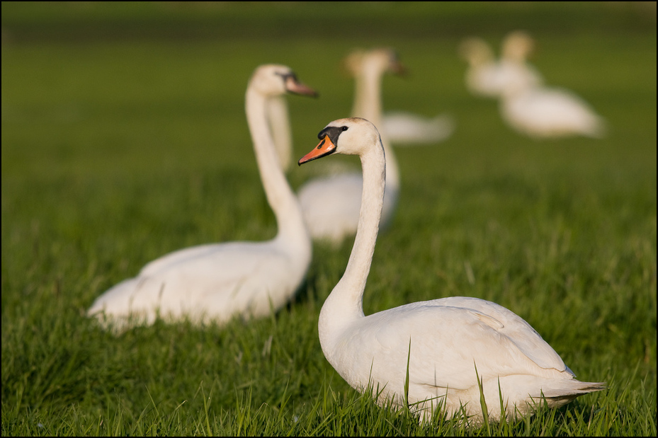  Łabędzie Ptaki Nikon D300 Sigma APO 500mm f/4.5 DG/HSM Zwierzęta ptak łabędź wodny ptak dziób trawa fauna kaczki gęsi i łabędzie ptactwo wodne dzikiej przyrody Ciconiiformes