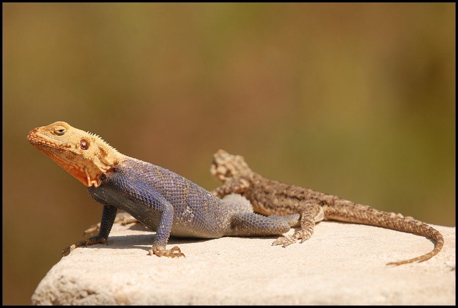  Jaszczurki Inne Nikon D200 Sigma APO 50-500mm f/4-6.3 HSM Zwierzęta gad jaszczurka skalowany gad fauna zwierzę lądowe agama agamidae organizm lacertidae Igwa