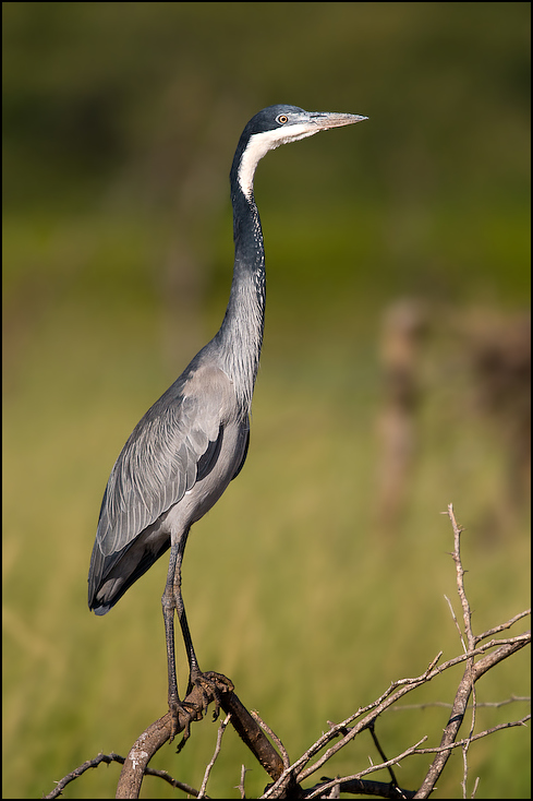  Czapla czarnogłowa Ptaki Nikon D300 Sigma APO 500mm f/4.5 DG/HSM Kenia 0 ptak fauna dzikiej przyrody dziób czapla mała niebieska czapla pelecaniformes żuraw jak ptak Ciconiiformes shorebird