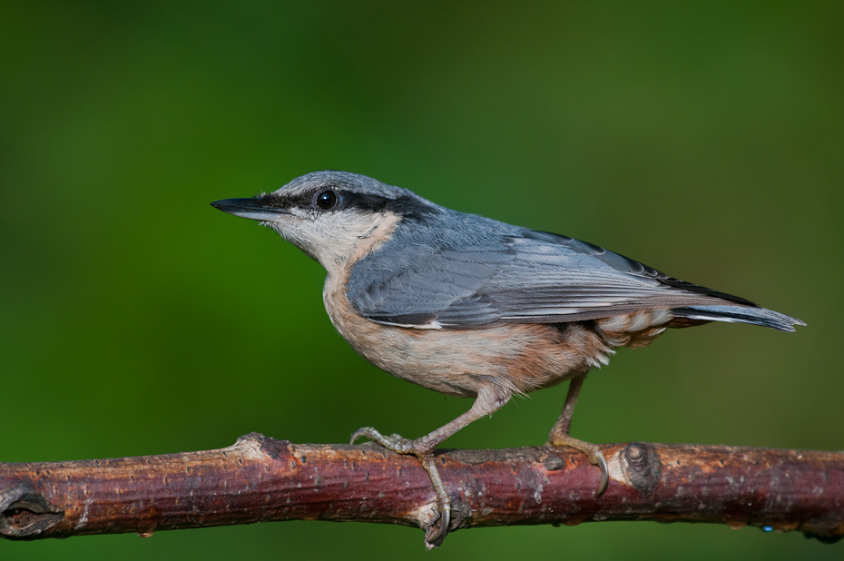  Kowalik Ptaki kowalik ptaki Nikon D300 Sigma APO 500mm f/4.5 DG/HSM Zwierzęta ptak fauna dziób dzikiej przyrody flycatcher starego świata skrzydło strzyżyk organizm pióro ptak przysiadujący