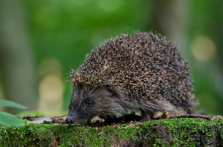  Jeż Inne Nikon D7000 AF-S Nikkor 70-200mm f/2.8G Zwierzęta jeż erinaceidae udomowiony jeż fauna ssak jeżozwierz dzikiej przyrody pysk trawa organizm