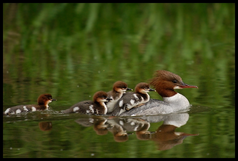  Nurogęś Ptaki nurogęś ptaki młode Nikon D200 Sigma APO 50-500mm f/4-6.3 HSM Zwierzęta ptak woda kaczka fauna wodny ptak kaczki gęsi i łabędzie odbicie dziób dzikiej przyrody krzyżówka