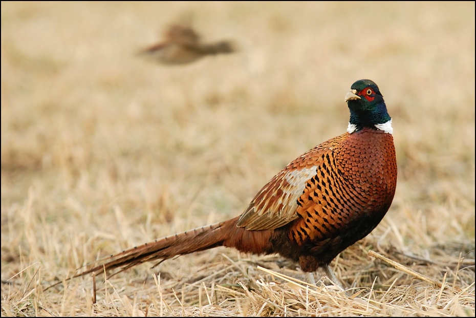  Bażant Ptaki Nikon D200 Sigma APO 100-300mm f/4 HSM Zwierzęta bażant ptak galliformes fauna dziób Phasianidae dzikiej przyrody zwierzę lądowe ecoregion pióro