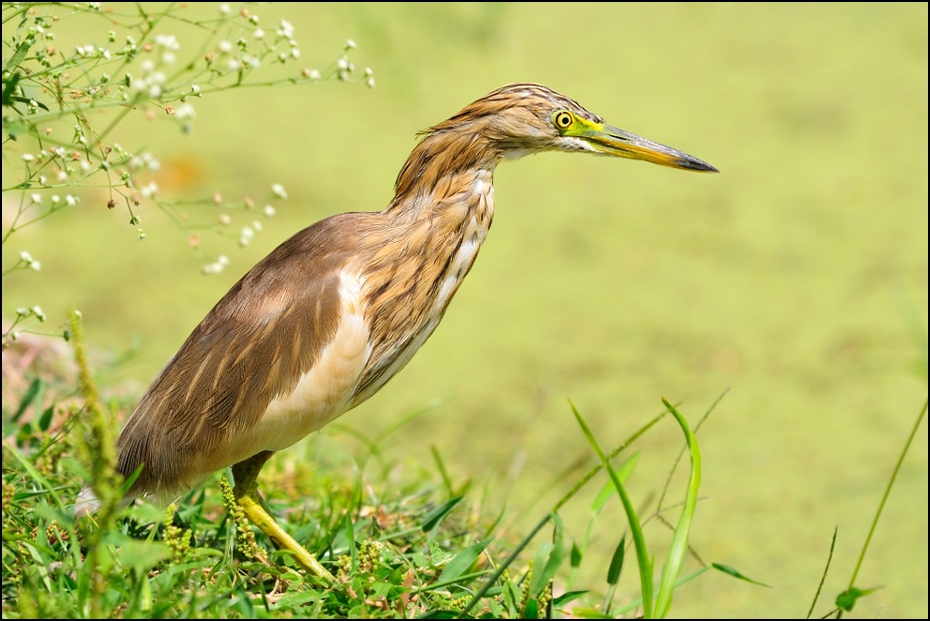  Czapla siodłata Ptaki Nikon D300 Sigma APO 500mm f/4.5 DG/HSM Indie 0 ptak ekosystem fauna zielona czapla dziób dzikiej przyrody czapla organizm pelecaniformes bąk