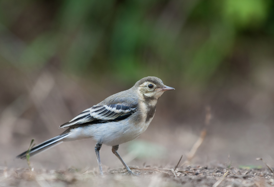  Pliszka siwa Ptaki wrocław Nikon D300 Sigma APO 500mm f/4.5 DG/HSM Zwierzęta ptak fauna dziób flycatcher starego świata zięba pióro dzikiej przyrody Emberizidae ptak przysiadujący wróbel