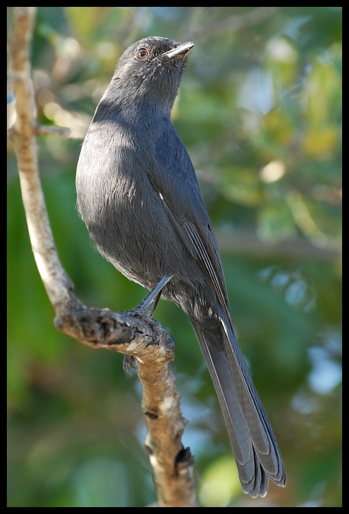  Dziwogon żałobny imm. Ptaki common drongo dziwnogon ptaki Nikon D200 Sigma APO 500mm f/4.5 DG/HSM Kenia 0 ptak fauna dziób dzikiej przyrody flycatcher starego świata organizm sójka pióro skrzydło Emberizidae