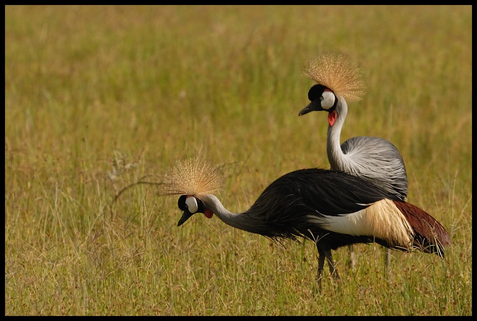  Koronnik szary Ptaki koronnik ptaki żuraw koroniasty Nikon D200 Sigma APO 500mm f/4.5 DG/HSM Kenia 0 ptak ekosystem fauna żuraw jak ptak dźwig dzikiej przyrody dziób trawa ecoregion łąka