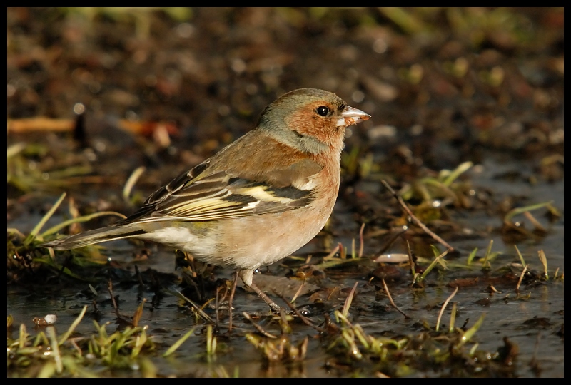  Zięba Ptaki zięba ptaki Nikon D200 Sigma APO 50-500mm f/4-6.3 HSM Zwierzęta ptak wróbel fauna dziób brambling Wróbel dzikiej przyrody ptak przysiadujący flycatcher starego świata