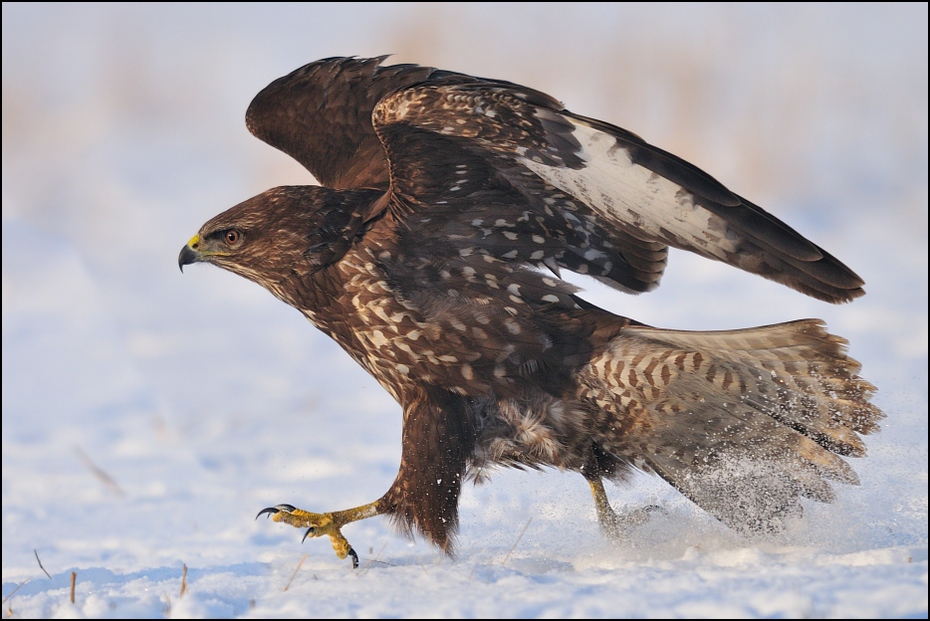  Myszołów #31 Ptaki Nikon D300 Sigma APO 500mm f/4.5 DG/HSM Zwierzęta ptak orzeł ptak drapieżny accipitriformes dziób myszołów fauna jastrząb dzikiej przyrody sokół