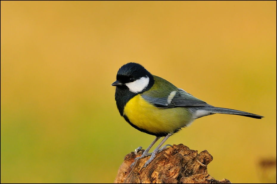  Bogatka #12 Ptaki Nikon D300 Sigma APO 500mm f/4.5 DG/HSM Zwierzęta ptak fauna dziób chickadee dzikiej przyrody ptak przysiadujący flycatcher starego świata Emberizidae organizm ptak śpiewający