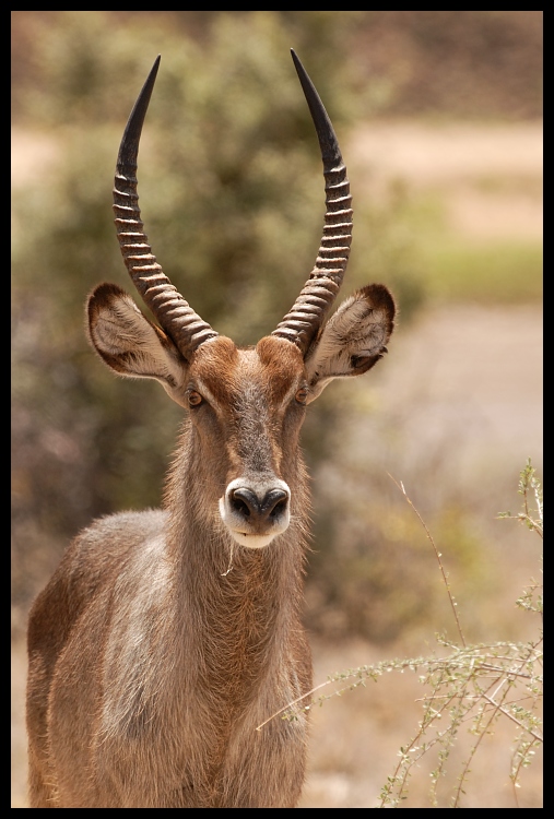  Kob śniady Przyroda waterback ssaki kenya Nikon D200 Sigma APO 500mm f/4.5 DG/HSM Kenia 0 dzikiej przyrody róg fauna antylopa zwierzę lądowe waterbuck gazela impala springbok organizm