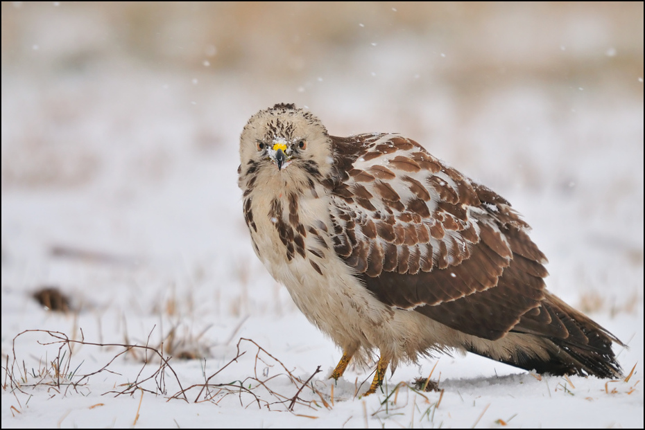  Myszołów Ptaki _dsc6003 Nikon D300 Sigma APO 500mm f/4.5 DG/HSM Zwierzęta ptak jastrząb ptak drapieżny dziób fauna myszołów sokół dzikiej przyrody sowa pióro