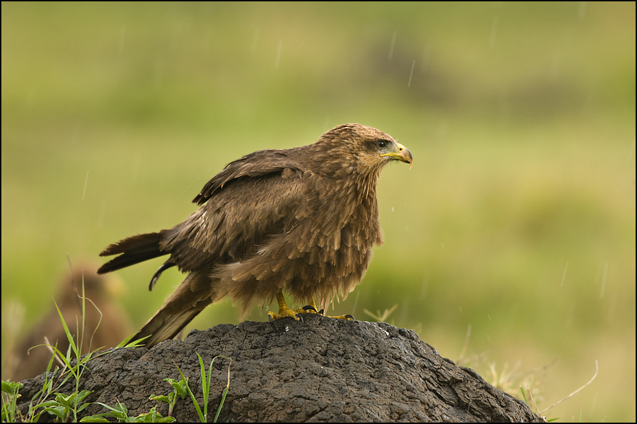  Kania czarna Ptaki Nikon D300 Sigma APO 500mm f/4.5 DG/HSM Tanzania 0 ptak ekosystem fauna ptak drapieżny dziób orzeł myszołów dzikiej przyrody jastrząb sokół