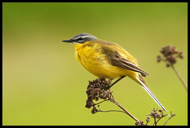  Pliszka żółta #10 Ptaki pliszka ptaki Nikon D200 Sigma APO 50-500mm f/4-6.3 HSM Zwierzęta ptak fauna dziób dzikiej przyrody zięba flycatcher starego świata wilga na starym świecie pióro organizm eurazjatycka złota wilga