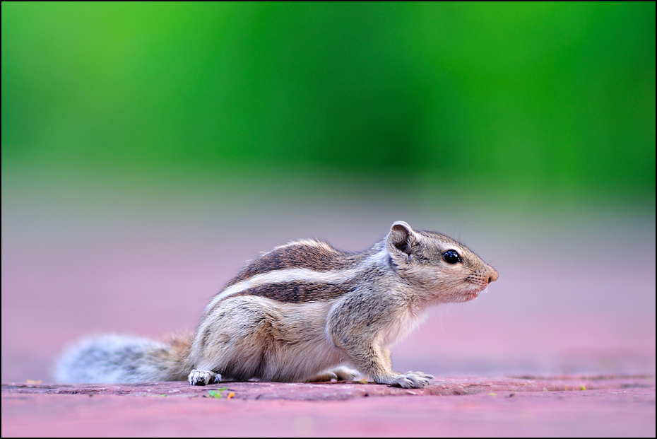  Wiewiórka palmowa Fauna Nikon D300 Zoom-Nikkor 80-200mm f/2.8D Indie 0 wiewiórka ssak fauna gryzoń dzikiej przyrody lis wiewiórka organizm pysk wąsy