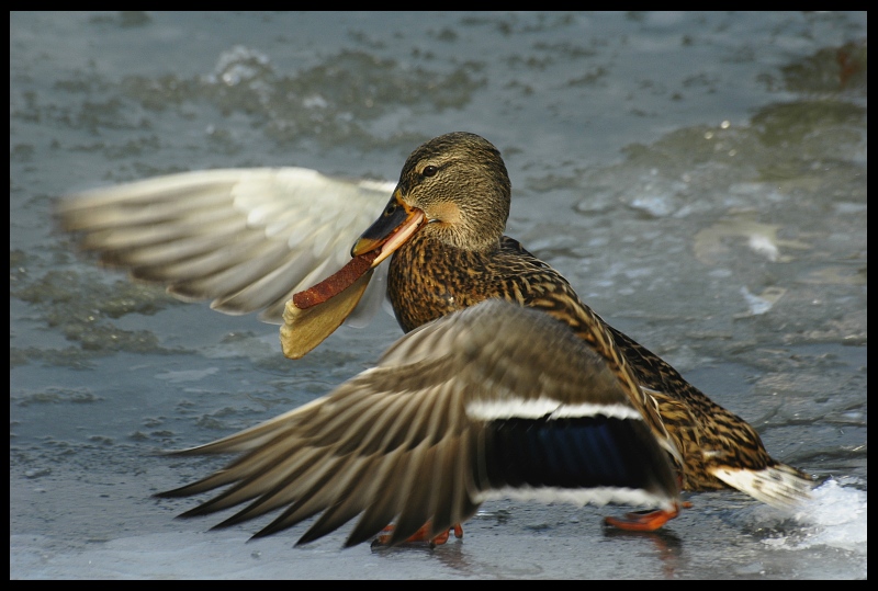  Głód Ptaki kaczka ptak Nikon D70 Sigma APO 70-300mm f/4-5.6 Macro Zwierzęta woda wodny ptak dziób kaczki gęsi i łabędzie krzyżówka fauna pióro dzikiej przyrody