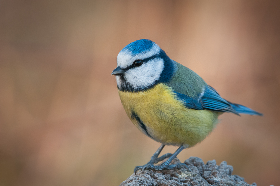  Modraszka Ptaki sikorka modraszka ptaki Nikon D300 NIKKOR 200-500mm f/5.6E AF-S Zwierzęta ptak niebieski dziób fauna dzikiej przyrody pióro chickadee ptak przysiadujący zięba organizm