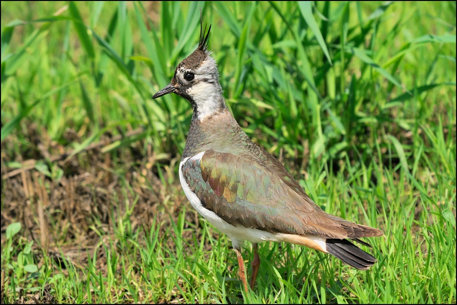  Czajka Ptaki Nikon D300 Sigma APO 500mm f/4.5 DG/HSM Zwierzęta ptak fauna ekosystem dzikiej przyrody dziób trawa stock photography gołąb organizm rodzina traw łąka