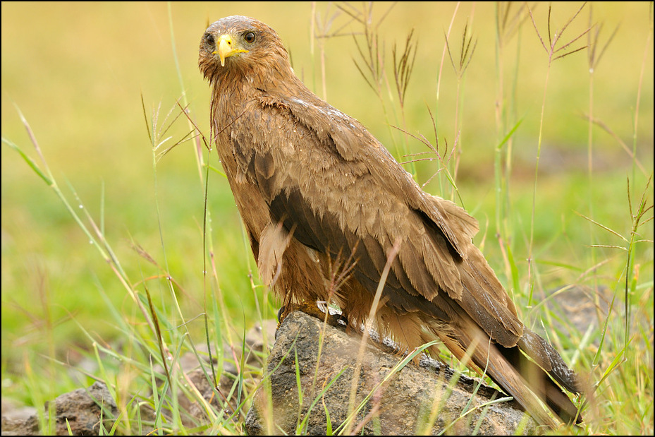  Kania czarna Ptaki Nikon D300 Sigma APO 500mm f/4.5 DG/HSM Tanzania 0 ekosystem ptak ptak drapieżny fauna dziób sokół orzeł myszołów ecoregion dzikiej przyrody