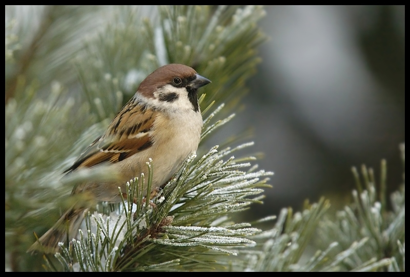  Mazurek Ptaki wróbel ptaki mazurek Nikon D70 Sigma APO 100-300mm f/4 HSM Zwierzęta ptak Wróbel fauna dziób ekosystem zięba ptak przysiadujący dzikiej przyrody Emberizidae