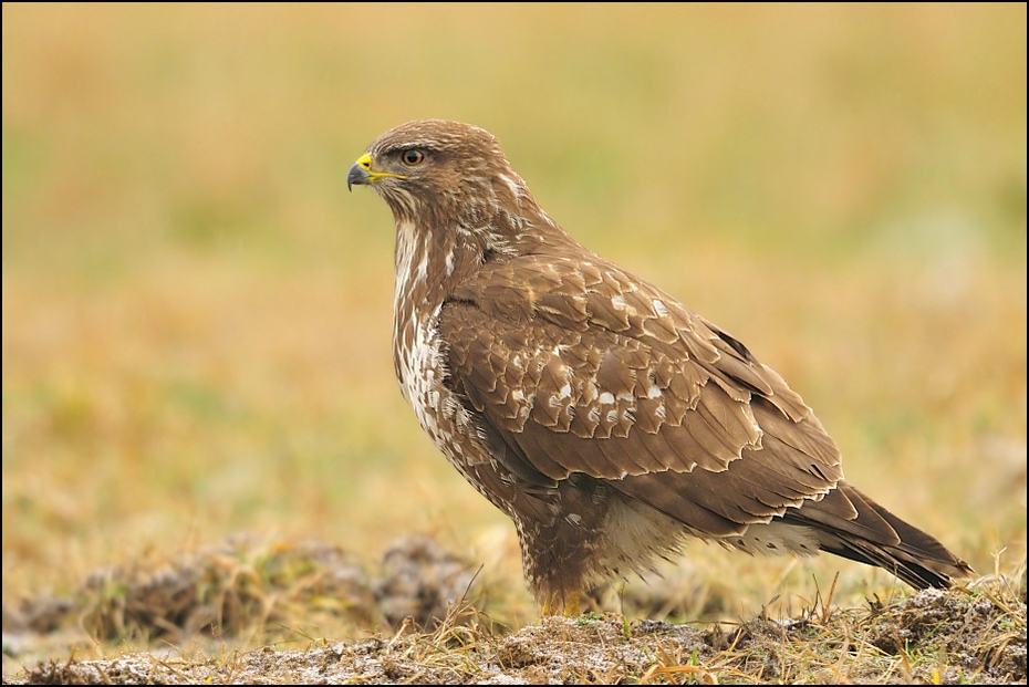  Myszołów Ptaki Nikon D300 Sigma APO 500mm f/4.5 DG/HSM Zwierzęta ptak ekosystem myszołów fauna jastrząb ptak drapieżny ecoregion dziób orzeł dzikiej przyrody